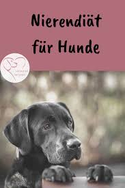 Nierendiat Fur Hunde Herzenshund Kerngesund Hundeernahrung Nierendiat Niereninsuffizienz