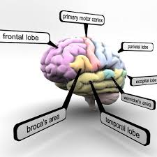 3d Models Educational Brain With Lobes Regions Parts Names Render Ready Brain Lobes Brain Models Brain