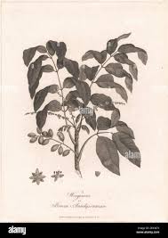 Image result for Brucea antidysenterica