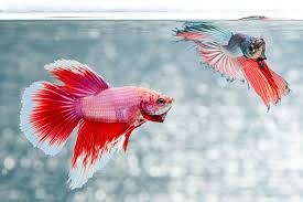 Delta fish have really beautiful and bright colors because of the multiple mutations they undergo during the process of their reproduction. Delta And Super Delta Betta Fish About Betta Fish Tanks Betta Fish Betta Tropical Fish Tanks