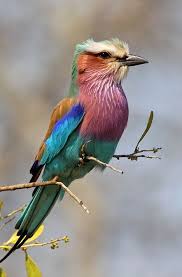 Birds Of South Africa Images Lilac Breasted Roller South Africa Lilac Breasted Roller Wild Birds Photography Pet Birds