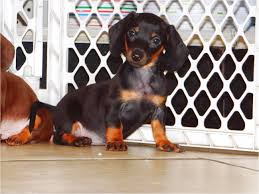 Dachshund breeder of akc ee cream minature dachshunds, short hair, long hair, and wire hair, dapple, and piebald. Dachshund Puppies For Sale Near Me Craigslist