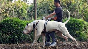Bully kutta, not exactly the prettiest of the molossers, but still a fascinating breed. Can You Handle A Powerful Dog Named Bully Kutta K9 Web