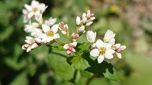 Image result for Fagopyrum esculentum