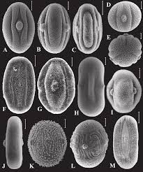 Image result for Megalochlamys revoluta