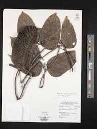 Image result for Mucuna glabrialata