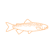 Download Rainbow Trout Steelhead Trout Dimensions Drawings Dimensions Com