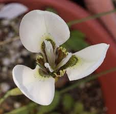 Image result for Moraea clavata