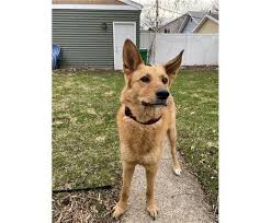 Black And Tan Shiba Inu Female Pin On Photos From Lost Dogs Minnesota