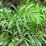 Image result for Pteris dentata