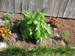 The Franz Mostly Edible Garden Blue Lake Bush Beans Observations Bush Beans Easy Garden Edible Garden