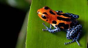 Maybe you would like to learn more about one of these? Rainforests Animals For Primary Children