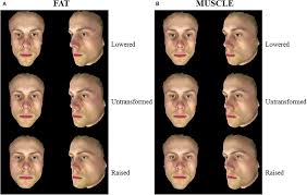 Let artificial intelligence decide how attractive you are. Frontiers The Influence Of Body Composition Effects On Male Facial Masculinity And Attractiveness Psychology