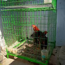 Harga kawat ram kandang rp. Kandang Ayam Jago Dari Kawat Galvanis Shopee Indonesia
