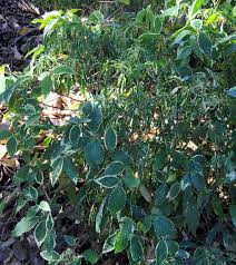 Image result for Acalypha ambigua