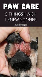 5 Tips To Care For Your Dog S Paws In 2020 Paw Care Dog Paws Dog Paw Care