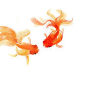 Feng Shui Animal Symbols Of Good Luck Goldfish Watercolor Goldfish Art Fish Art
