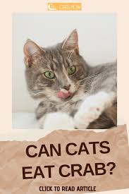 However, cats and apples are a bit of a funny combination. Can Cats Eat Crab Cats Kitten Care Kitten Food