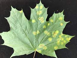 Tar Spot Disease City Of Hamilton Ontario Canada