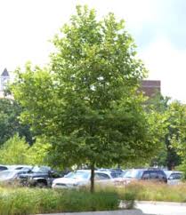 Image result for Platanus