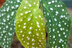 Zimmerpflanzen eignen sich ach ausgezeichnet als besondere und originelle geschenkidee! Hauspflanzen Mit Ungewohnlichen Blattern Plantura