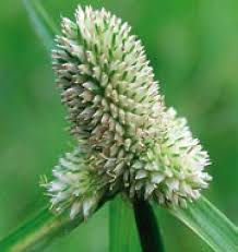 Image result for Kyllinga odorata