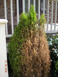 Maybe you would like to learn more about one of these? Bagworm Identification And Control Walter Reeves The Georgia Gardener