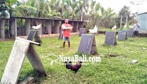 Seorang pelaku pembobol kantor pt. Nusabali Com Gagal Ternak Babi Beralih Ternak Ayam Petarung