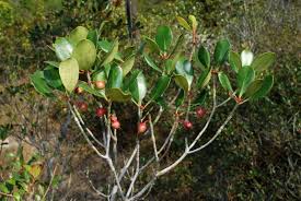 Image result for Pentaphylacaceae