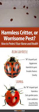 Asian Lady Beetles Where They Came From And How To Get Rid Of Them Asian Lady Beetles Lady Beetle Asian Beetle