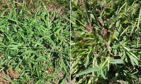 While chemicals can get rid of the crabgrass quickly, they aren't ideal. How To Get Rid Of Crabgrass Crabgrass Control Prevention Ontario Canada