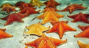 Berikut 77 nama yang bisa anda pilihkan untuk buah hati. Nama Nama Hewan Laut Dan Gambarnya Nama Nama Hewan