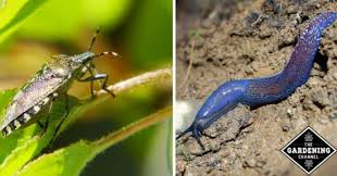 Once this inspection is done, we will discuss your treatment options. 10 Organic Pest Control Methods Gardening Channel
