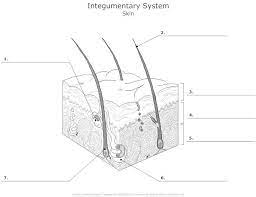 Explain why the hierarchical level d is different from the rest. Pin On Learn Anatomy Human