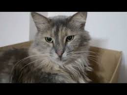 Kameralari Sevmeyen Kedim Mocha Youtube Animals Cats Youtube