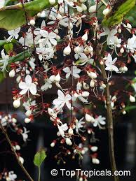 Image result for Clerodendrum capitatum