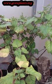 Select a suitable site for growing patchouli. Patchouli Plant How To Grow Care