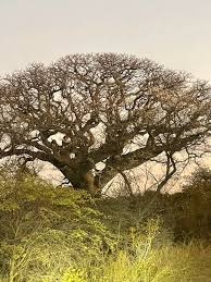 Image result for Lovoa swynnertonii