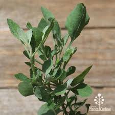 Image result for Rhagodia