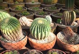 Compatibility is very important for grafting to be successful. How Fast Do Cactus Grow How To Make It Grow Faster
