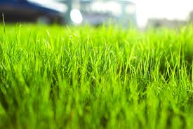 Proiectul avem nevoie și de iarbă! a debutat cu un concurs de identificare de probleme de mediu în comunitățile rurale românești, concurs în cadrul căruia organizații neguvernamentale din românia au argumentat gravitatea problemelor și impactul pe care acestea le. Ce InseamnÄƒ Cand Visezi IarbÄƒ Interpretarea Visului In Care Apare IarbÄƒ Zenivers Ro