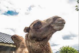 How far do camels travel? Bactrian Camel Fun Facts Information For Kids