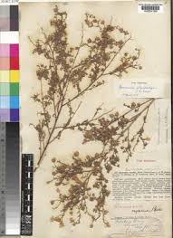 Image result for Hermannia glanduligera