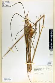 Image result for Eriochrysis