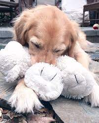 Does Anyone Else S Golden Fall Asleep With Their Stuffed Animal Still In Their Mouth Golden Retriever Dogs Golden Retriever Animals