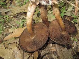 Image result for Schlechterella