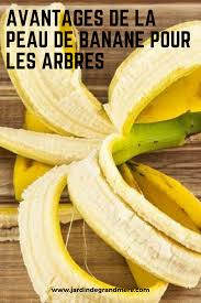 Avantages De La Peau De Banane Pour Les Arbres En 2020 Peau De Banane Jardinage Astuce Jardinage