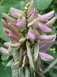 Image result for Abrus fruticulosus