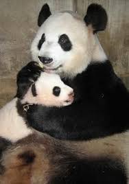 China National Animal Animal Of China Chinese National Animal National Animal Panda Panda Bear