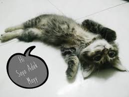 Berbagai macam cara menghilangkan kutu kucing bisa anda coba. Hilangkan Kutu Kucing Di Klinik Kucing Kulim